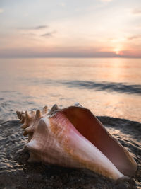 Close-up of seashell at beach