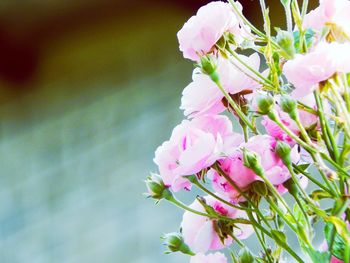 Close-up of pink flowers blooming outdoors