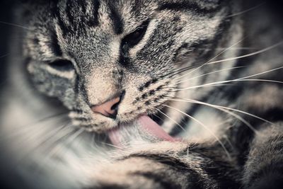 Close-up of a cat with eyes closed