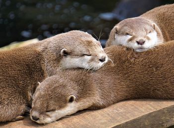 Otter family