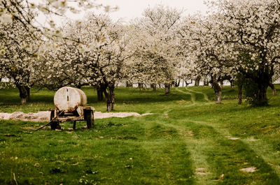 View of cherry blossom in field