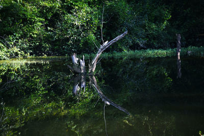 Plants growing on land by lake in forest