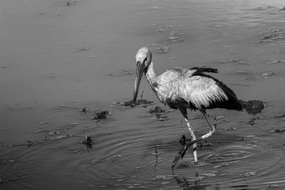 Birds on a lake