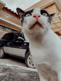 Close-up of a cat