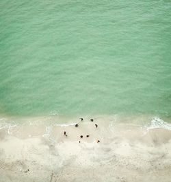 High angle view of birds swimming in sea