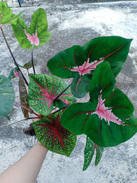 High angle view of hand holding flowering plant