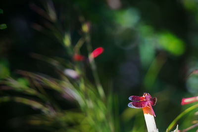 Close-up of red flowering plant