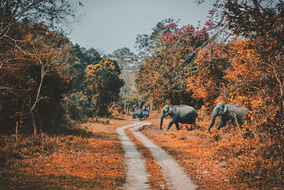 View of elephant on road amidst trees against sky
