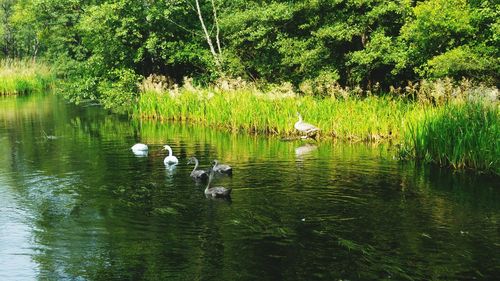 Ducks swimming in lake