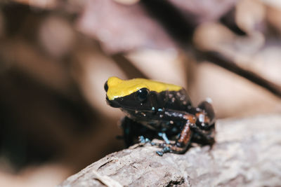 Close-up of frog on rock