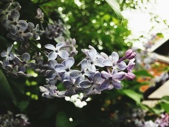 Close-up of flowers blooming on tree