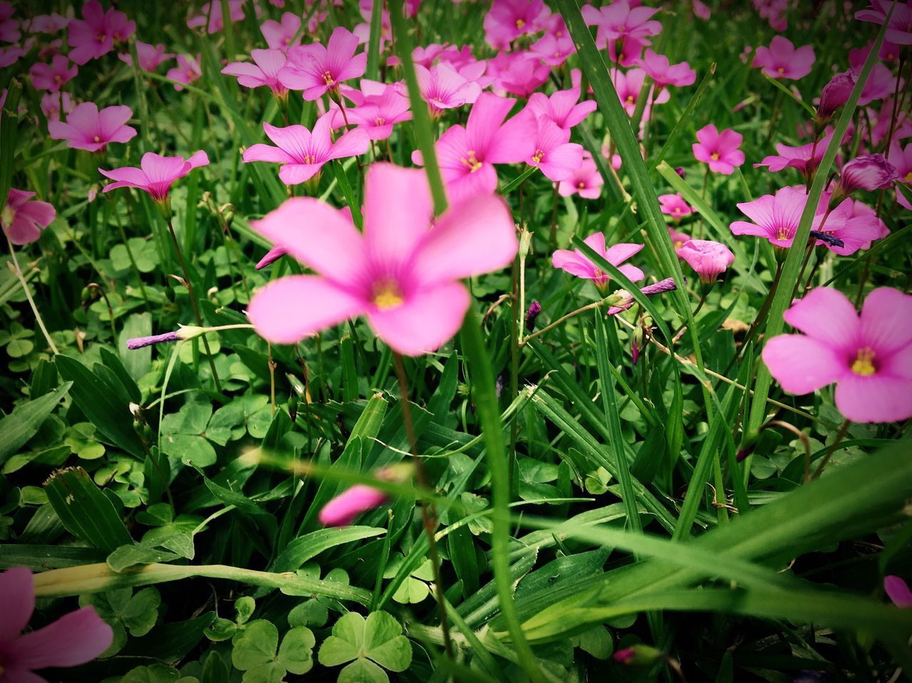 flower, freshness, pink color, petal, growth, fragility, beauty in nature, flower head, nature, leaf, blooming, plant, pink, green color, high angle view, field, in bloom, park - man made space, day, outdoors