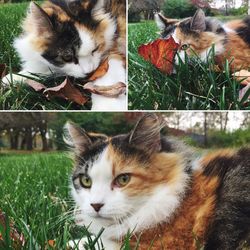 Portrait of cat lying on grass