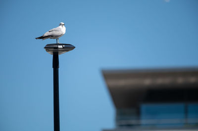Low angle view of seagull perching