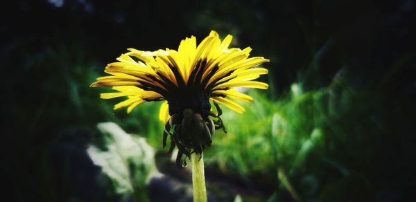 Close-up of yellow flowering plant