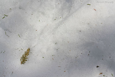 High angle view of plant leaves on sand