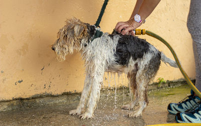  foxterrier dog with long hair bathing outdoors with a yellow hose and tied up with a green rope