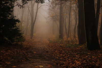 Trees in forest during autumn