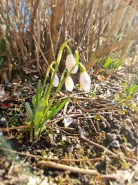 Close-up of plants growing on field