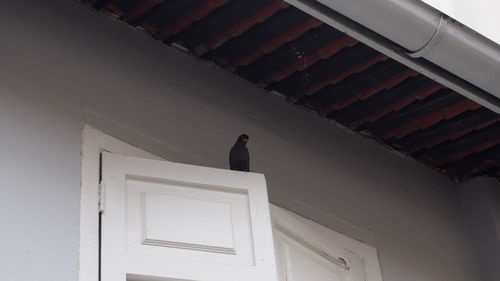 Low angle view of bird perching on building