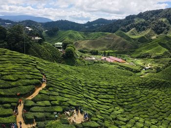 High angle view of agricultural landscape