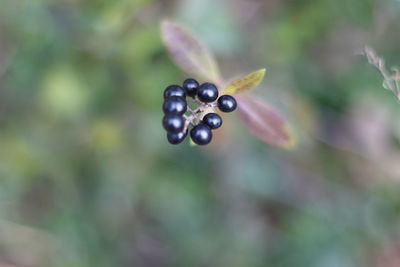 Close-up of berries growing on plant