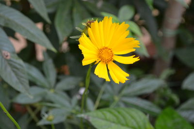 Close-up of yellow flower