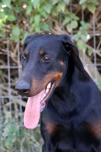 Close-up of a dog looking away