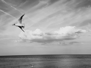 Bird flying over calm sea