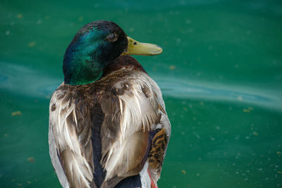 Close-up of a duck in lake