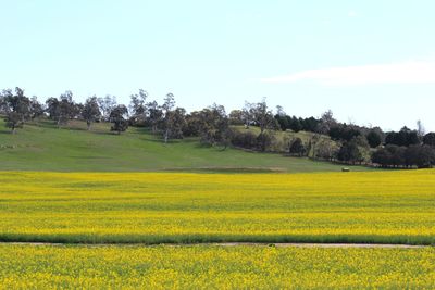 Scenic view of field against sky