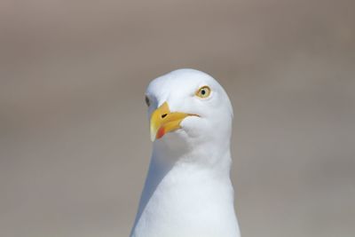 Close-up of seagull