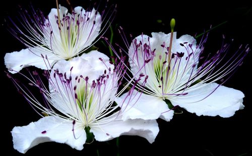 Close-up of white flowers against black background