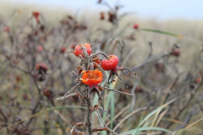 Close-up of red berries on plant at field