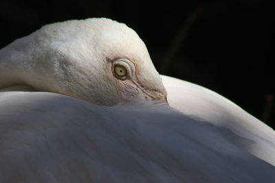 Close-up of bird against black background