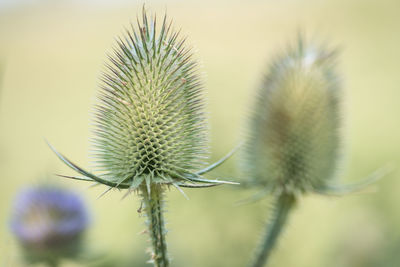 Close-up of thistle plant