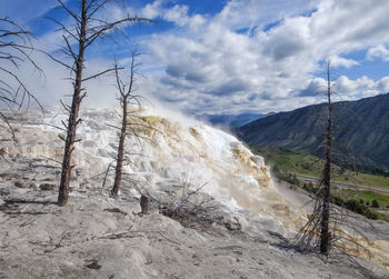 Dead trees on calcium carbonate terraces of mammoth hot springs, yellowstone national park