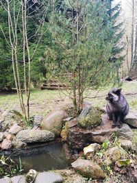 Cat sitting on rock by lake in forest