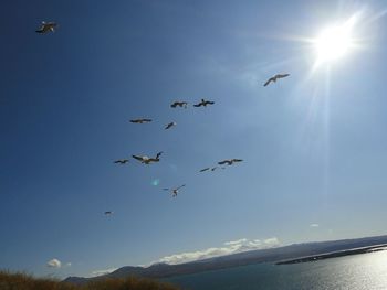 Low angle view of birds flying against blue sky