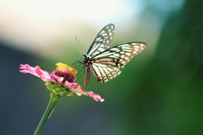 Close-up of butterfly pollinating on pink flower