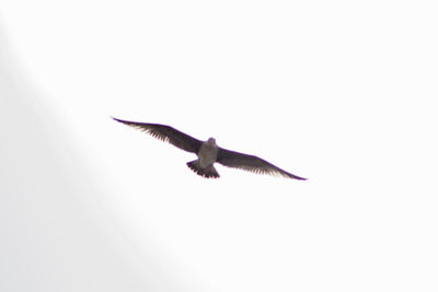 Low angle view of seagull flying in sky