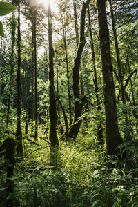 Trees in forest