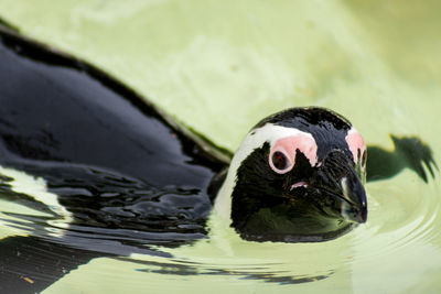 Close-up of swan swimming in water