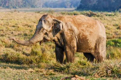 Elephant calf standing on field