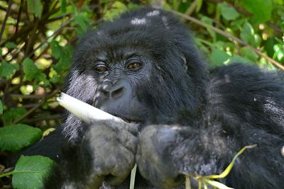 Mountain gorilla in rwanda volcanic mountains