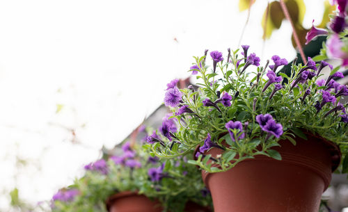 Close-up low angle view of purple flowering plants in pots