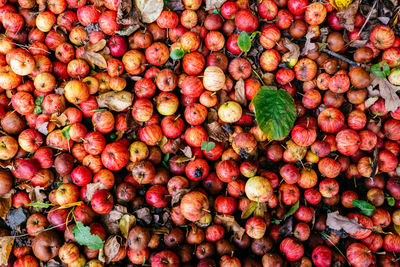 Full frame shot of tomatoes