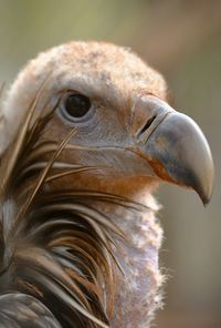 Close-up of animal eye