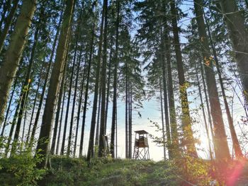 Low angle view of pine trees in forest