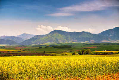 Scenic view of oilseed rape field against sky